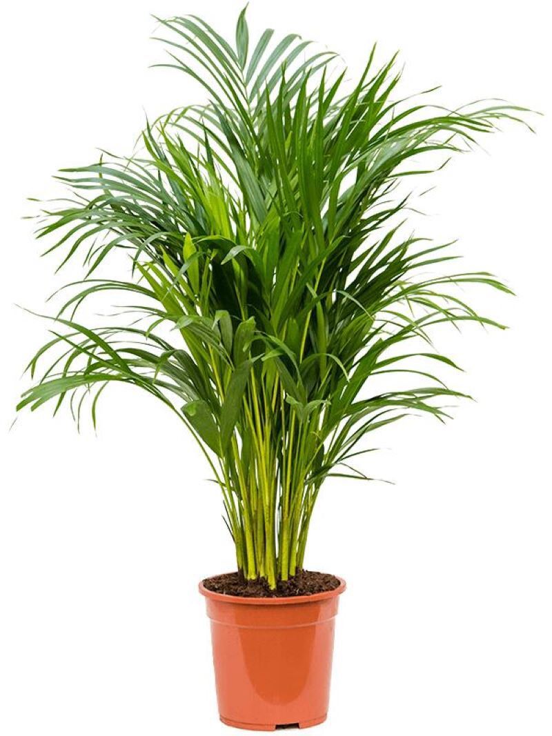 Изображение товара Дипсис ø21 h100 - 110 см