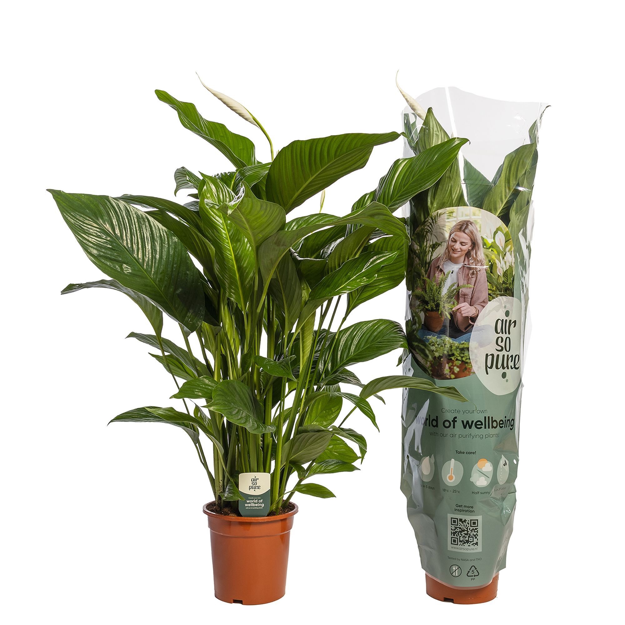 Изображение товара Спатифиллум Свит Лауретта ø24 h100 см