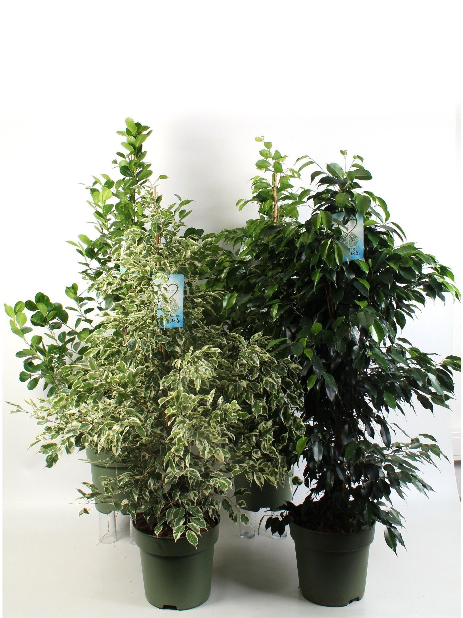 Изображение товара Фикус Бенджамина Пирамида ø27 h150 см Изображение товара Фикус Бенджамина Пирамида ø27 h150 см