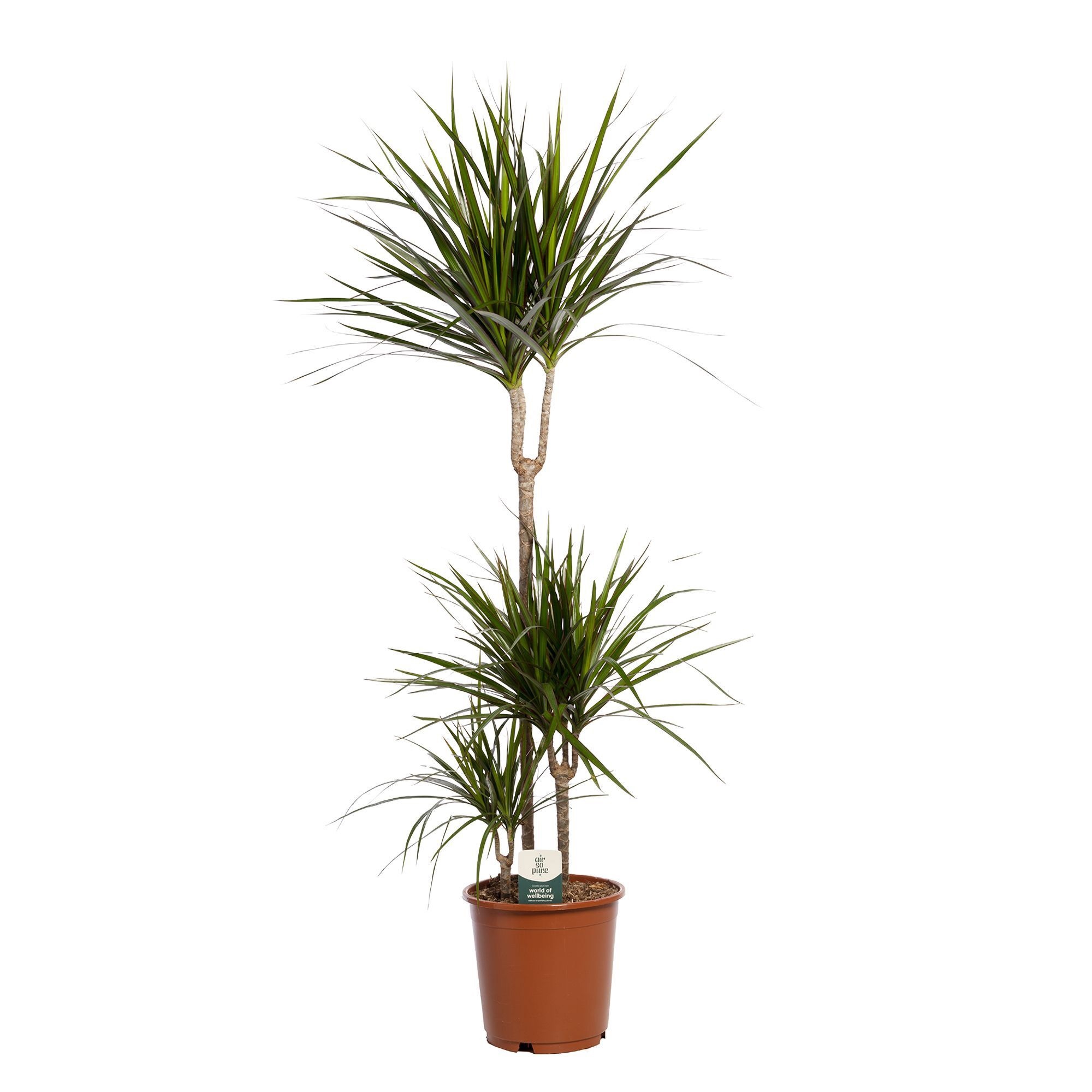 Изображение товара Драцена Маргината ø24 h140 см