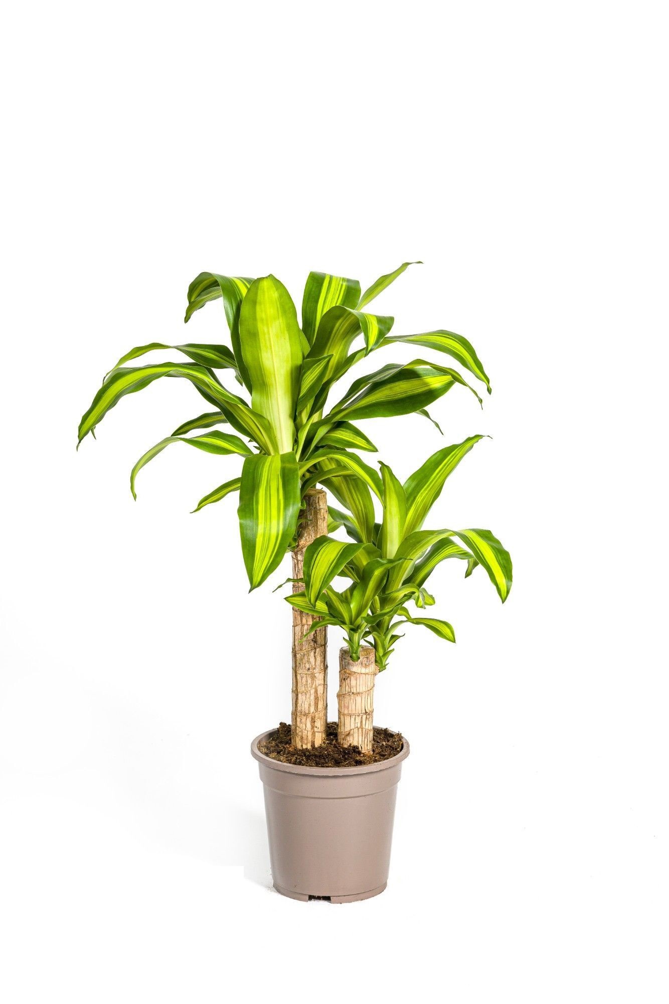 Изображение товара Драцена Массанжеана ø19 h90 см