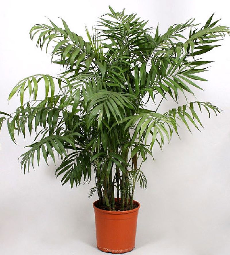 Изображение товара Хамедорея ø20 h120 см — декоративно-лиственное растение