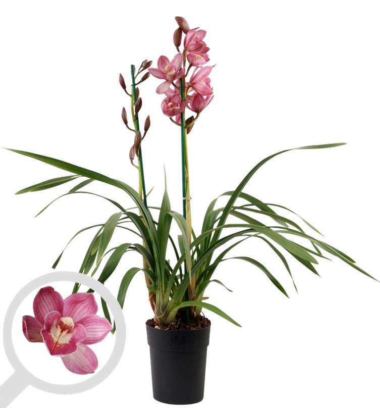 Изображение товара Цимбидиум розовый ø20 h80 см