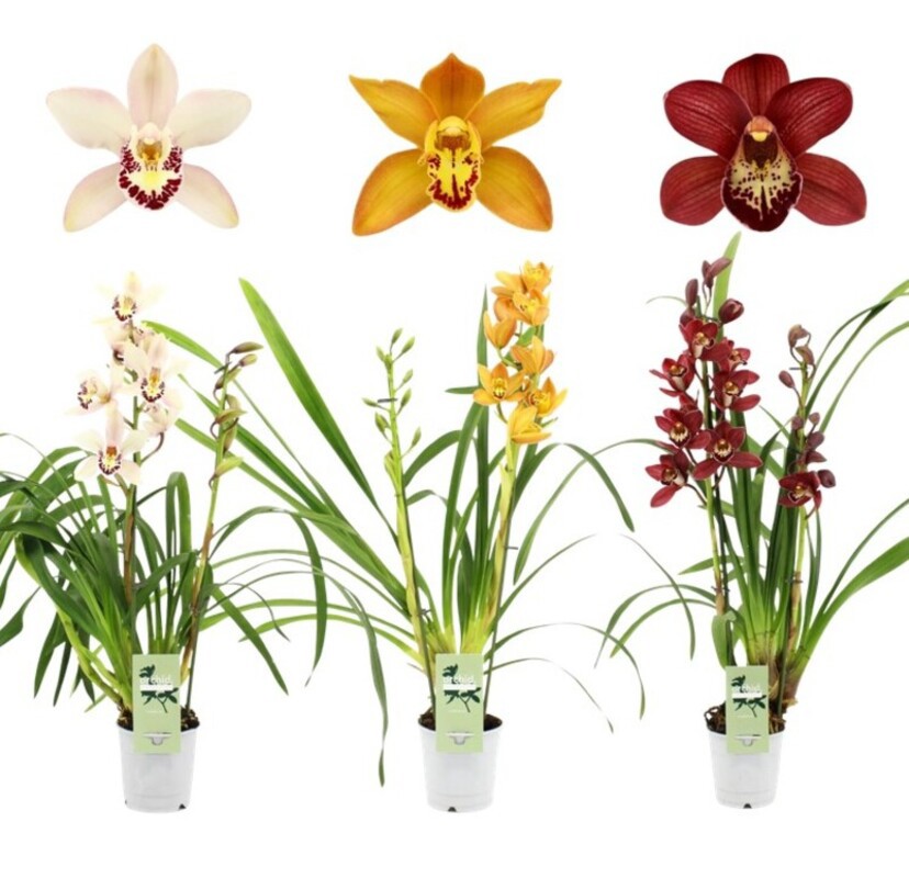 Изображение товара Цимбидиум 2 ствола красные цветы 80 см ø20 см