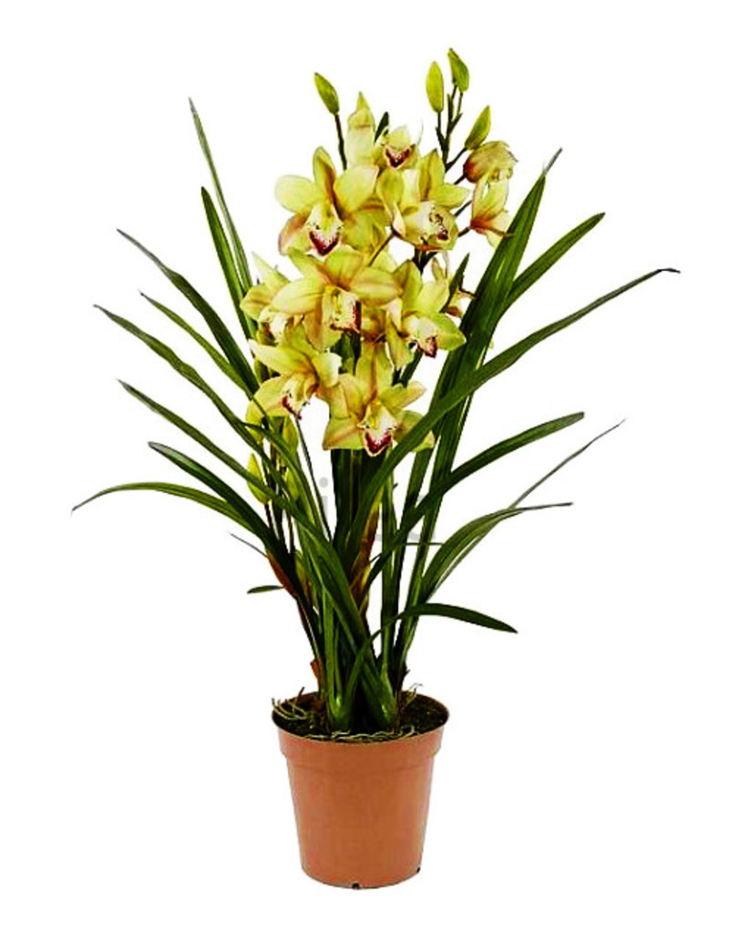 Изображение товара Цимбидиум ø20 h80 см