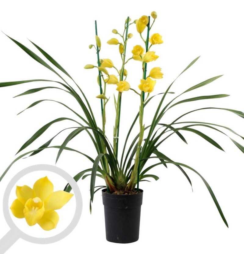 Изображение товара Цимбидиум Золотой ø20 h80 см