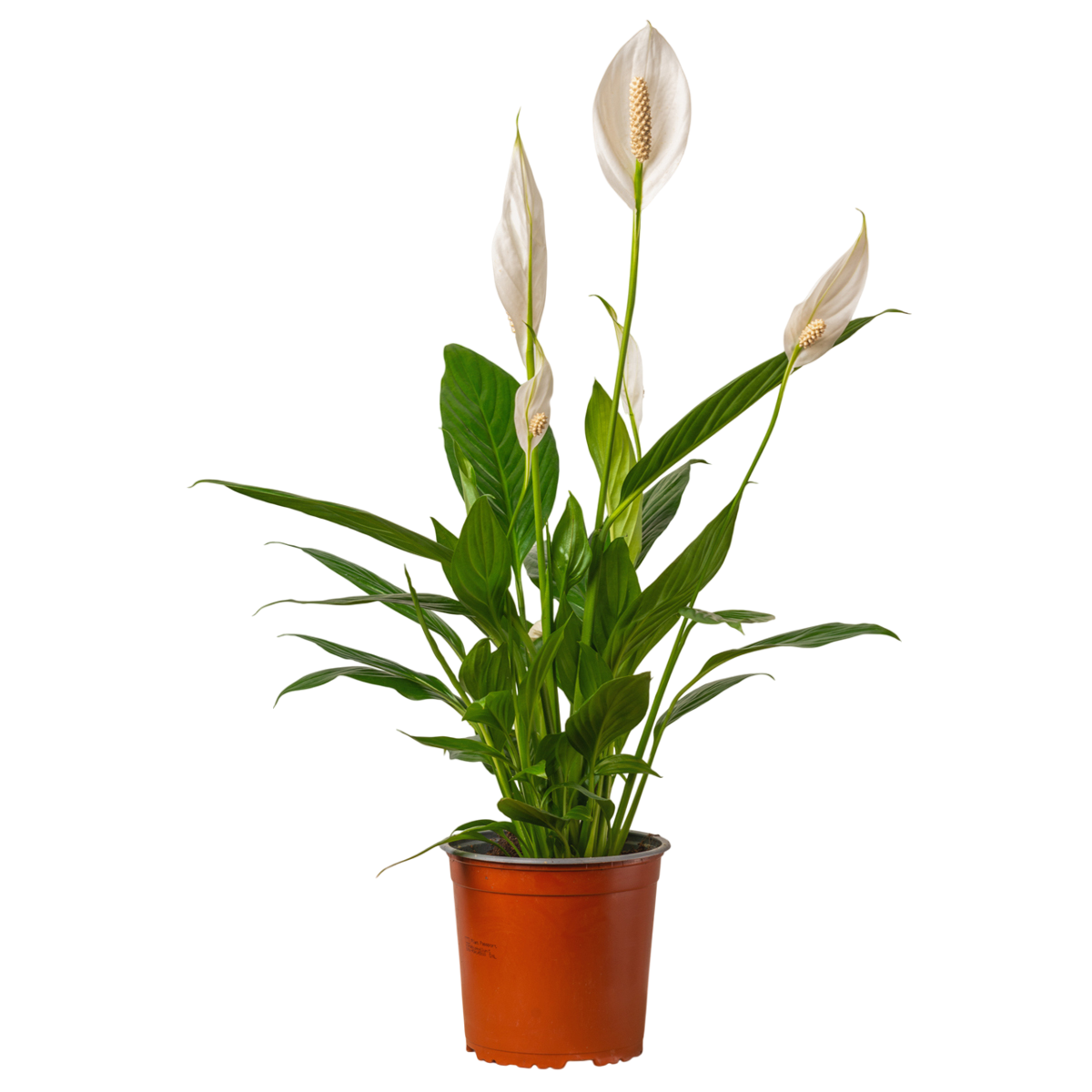 Изображение товара Спатифиллум Свит Лауретта ø19 h90 см
