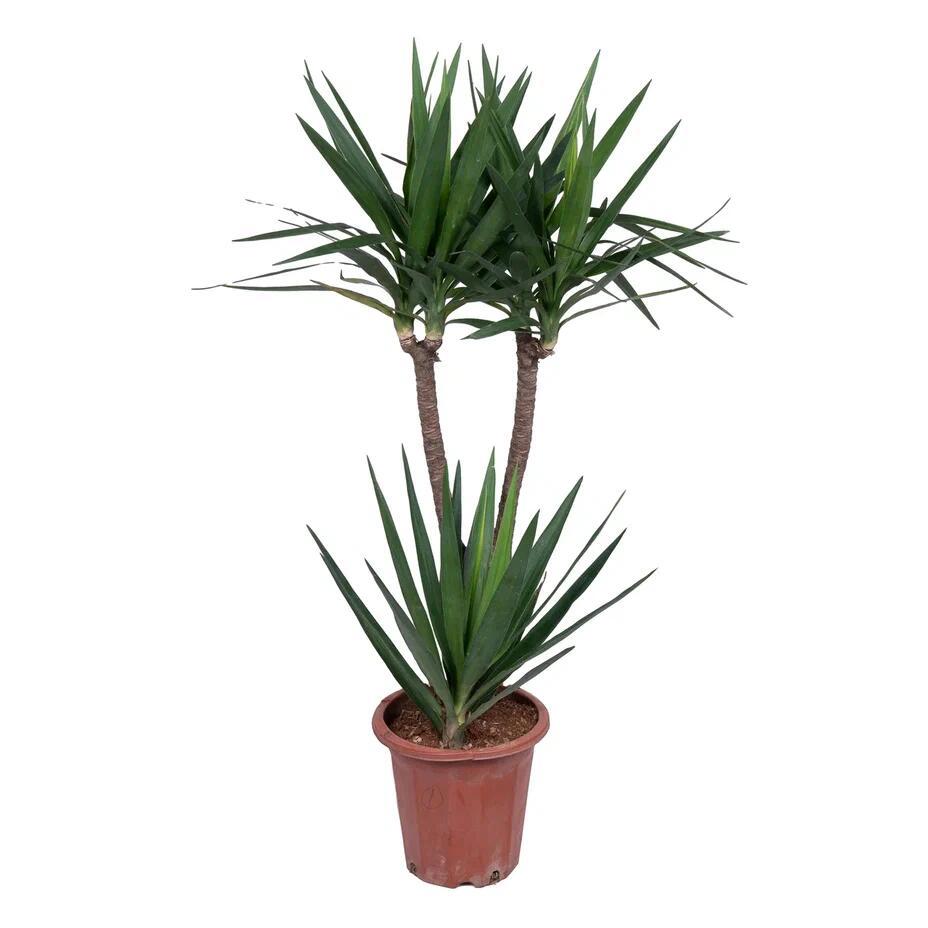 Изображение товара Юкка слоновая Копстек ø28 h100 см