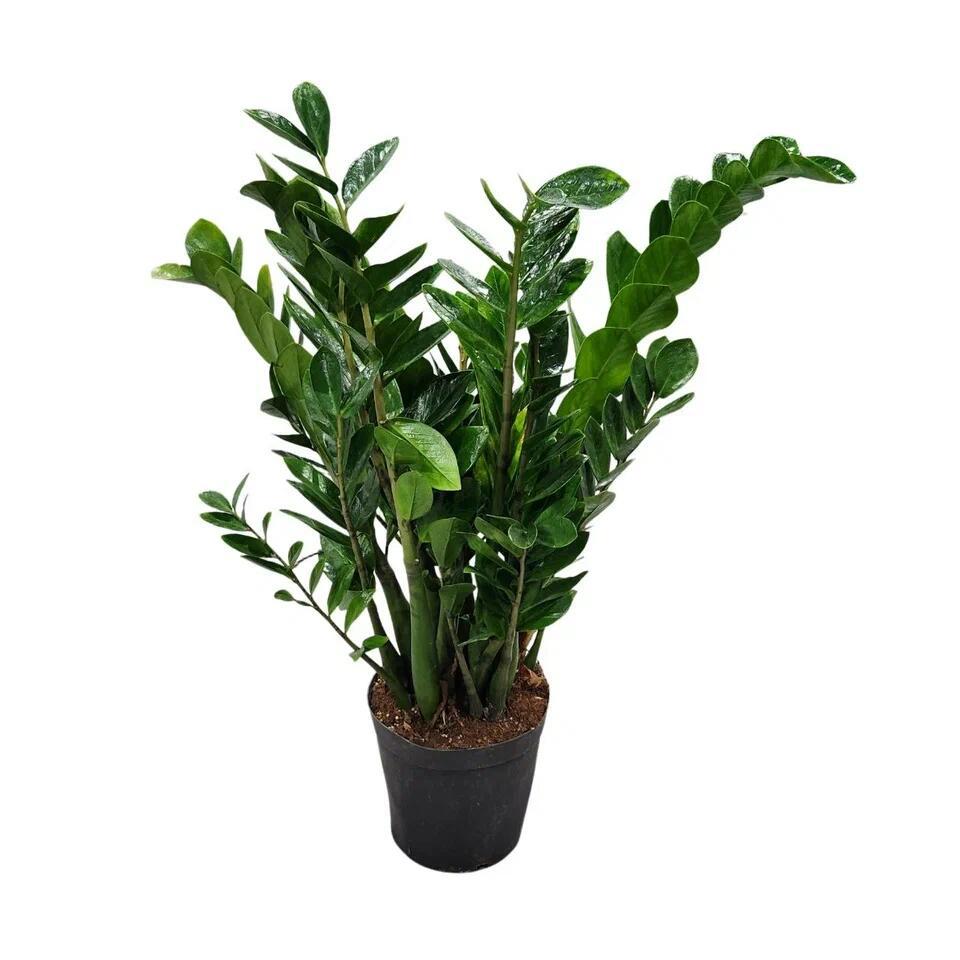 Изображение товара Замиокулькас ø11 h90 см