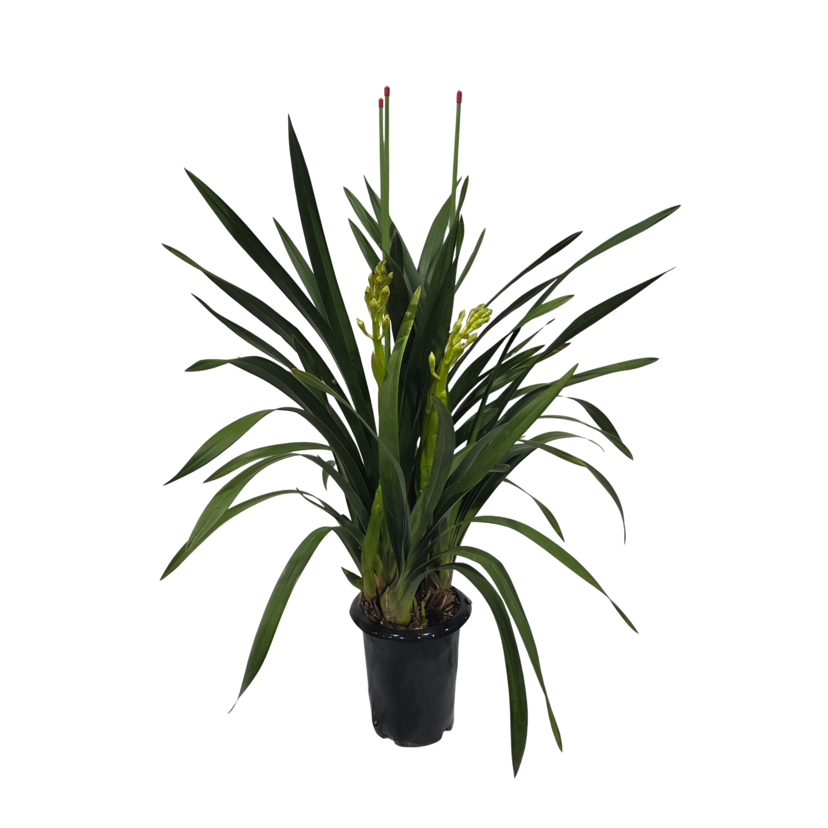 Изображение товара Цимбидиум 3 ствола ø20 h80 см