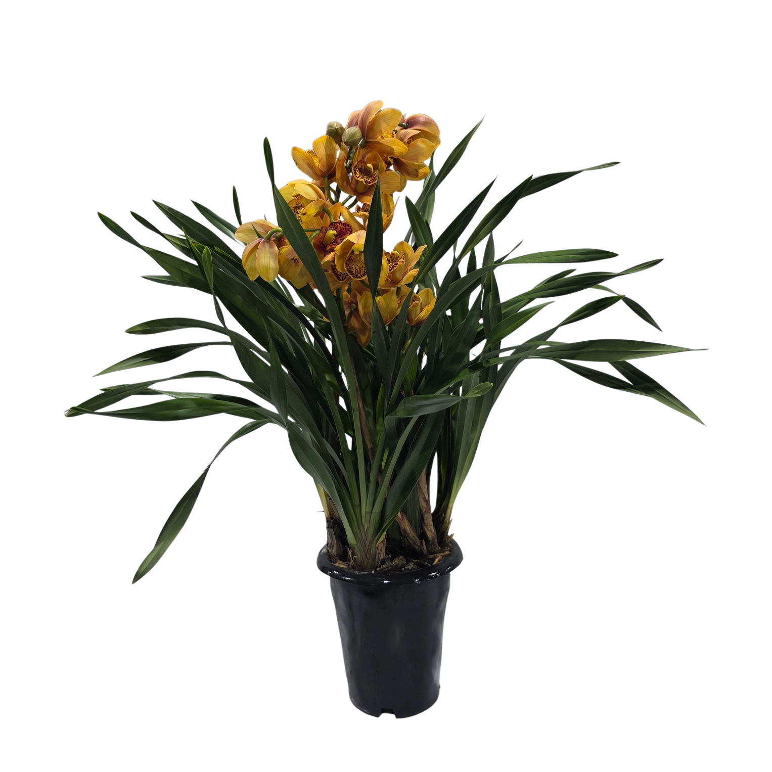 Изображение товара Цимбидиум желтый ø20 h80 см