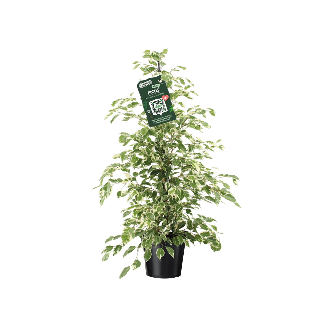 Изображение товара Фикус Бенджамина Твайлайт ø21 h105 см
