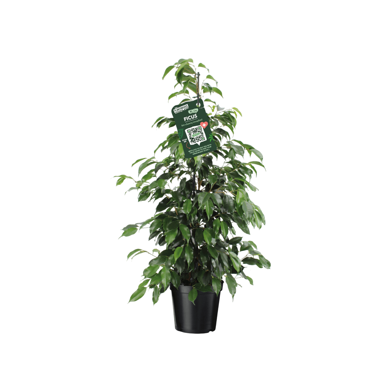 Изображение товара Фикус Бенджамина Даниэль ø21 h105 см