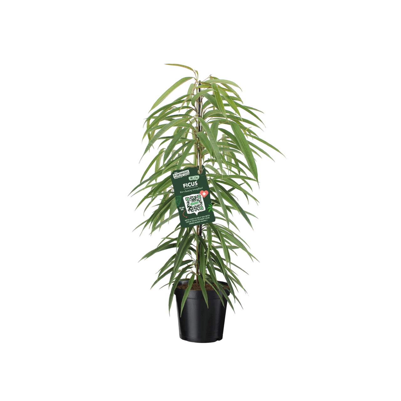 Изображение товара Фикус Бенджамина Али ø21 h105 см