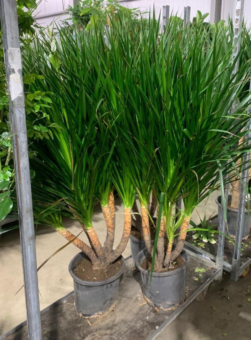 Изображение товара Драцена многоствольная ø30 h140 см декоративно лист