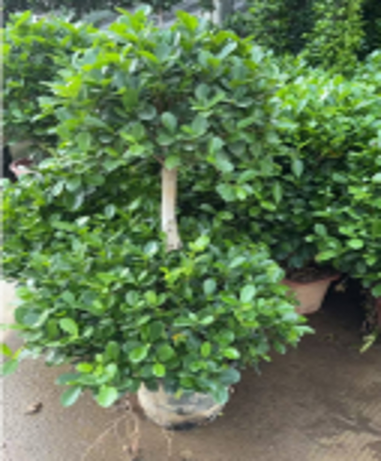 Изображение товара Фикус двухслойный ø35 h130 см