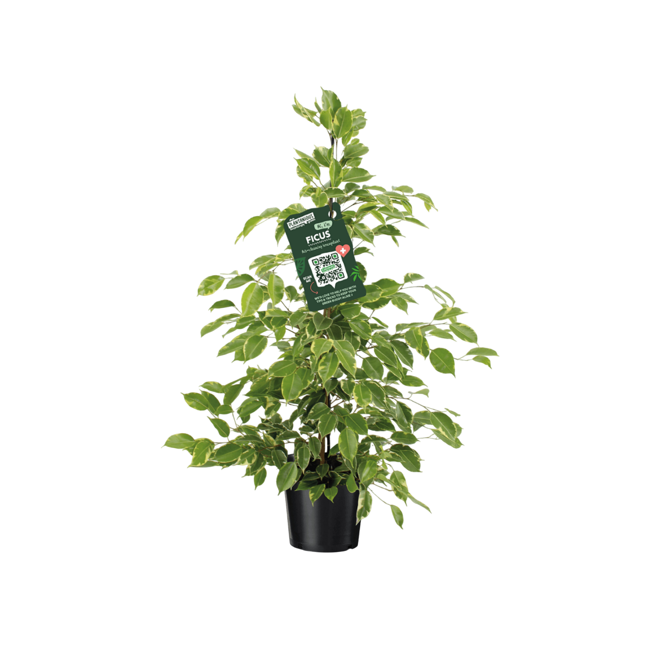 Изображение товара Фикус Бенджамина Голден Кинг ø21 h105 см