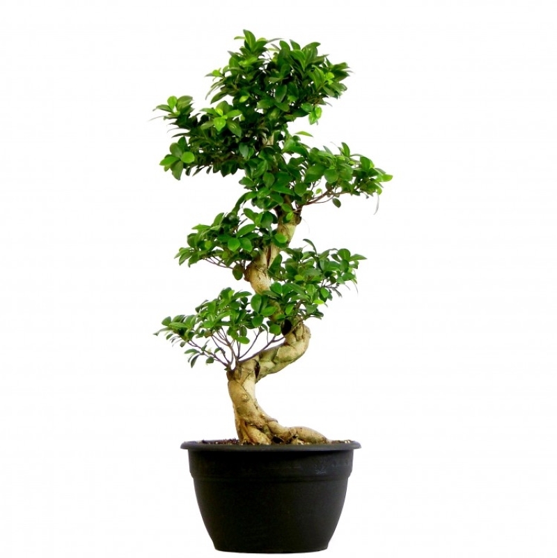 Изображение товара Фикус Бонсай ø48 h190 см