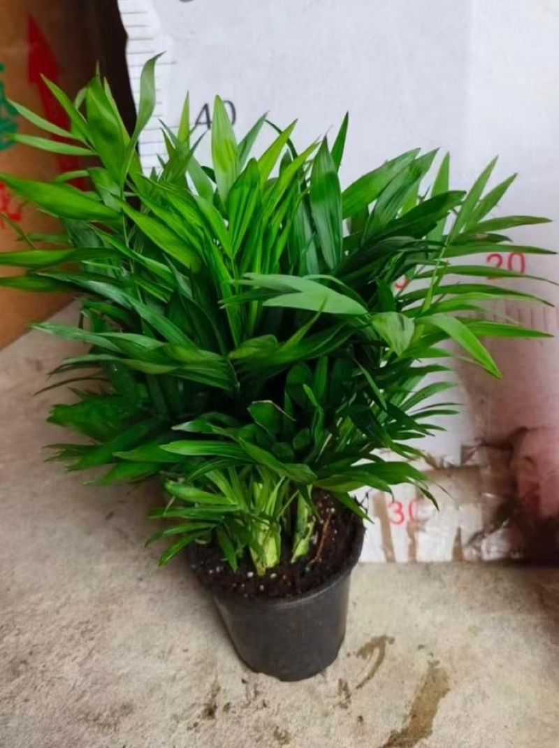 Изображение товара Ховея ø28 h170 см