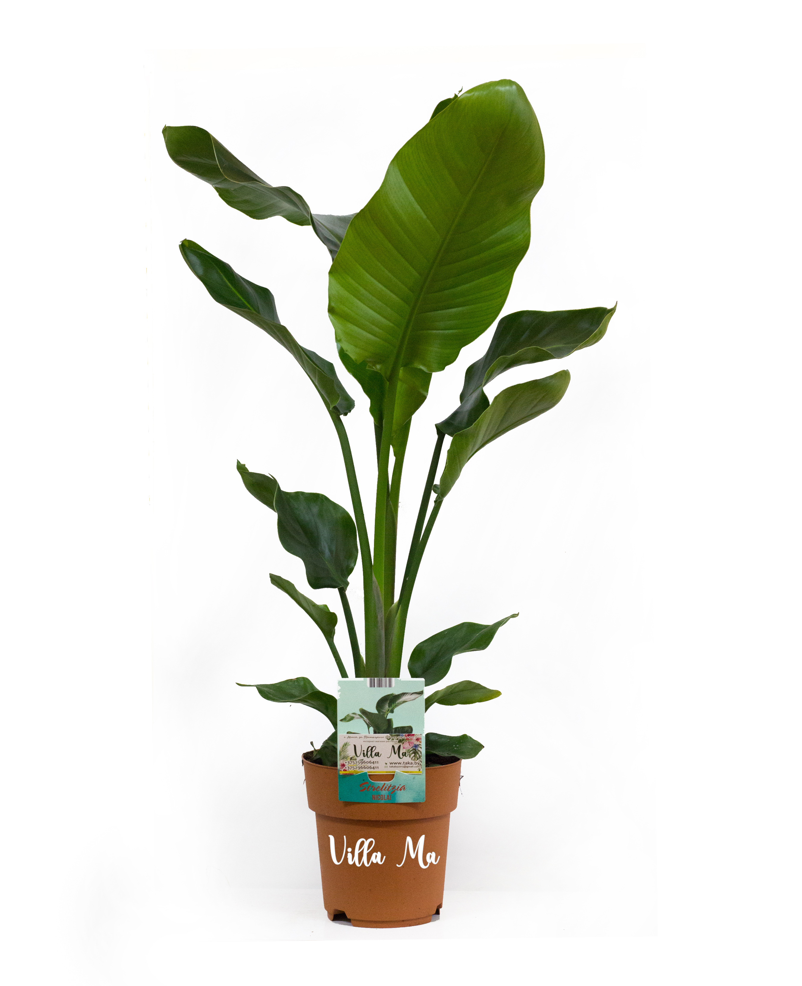 Изображение товара Стрелиция Николая ø24 h100 см