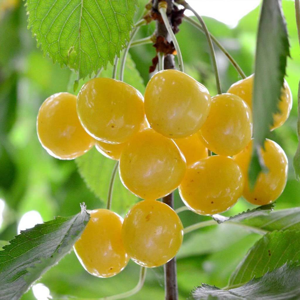 Изображение товара Саженец черешни PLANTMARKET Янтарная 120 см с желтыми плодами