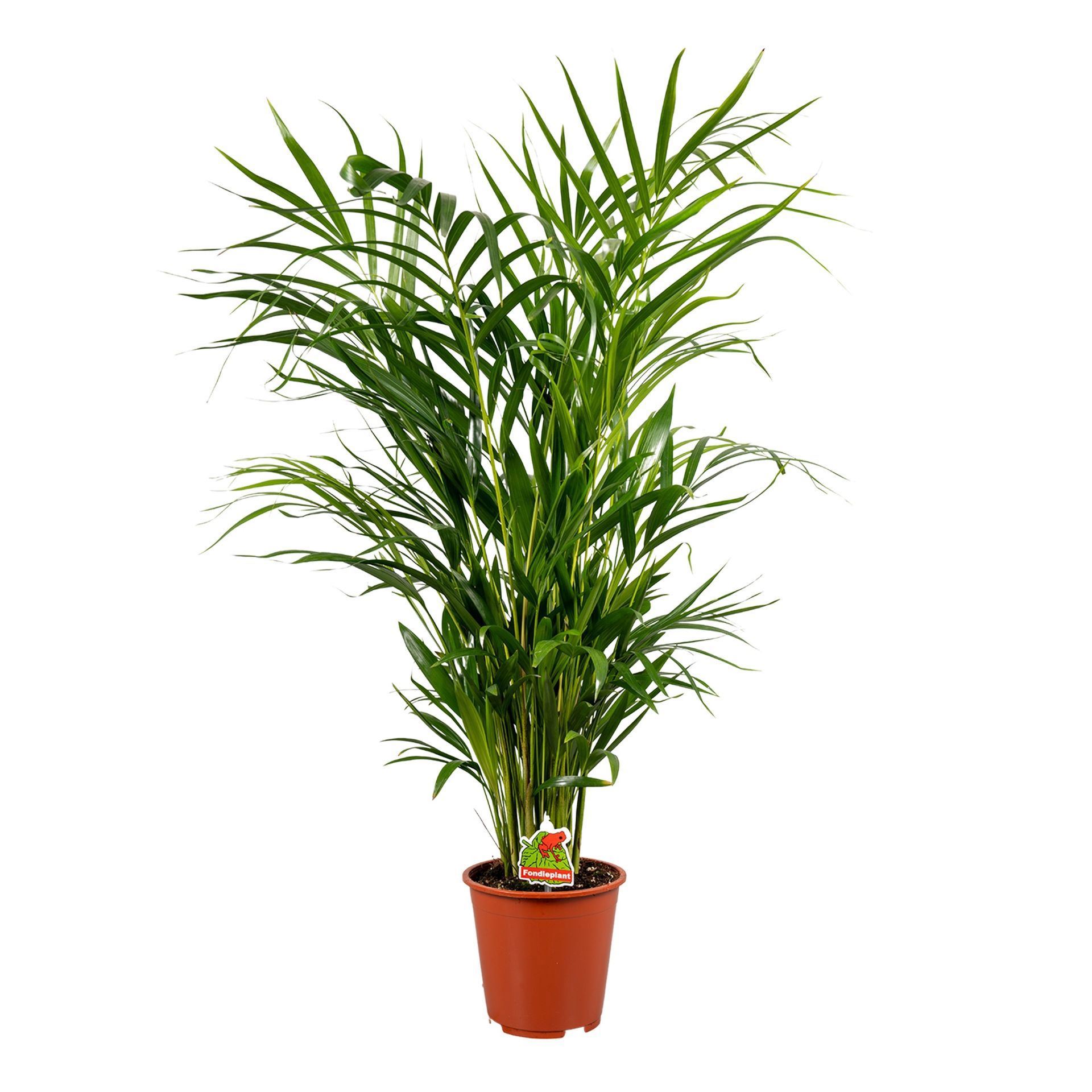 Изображение товара Дипсис пальма ø21 h100 см