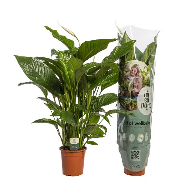 Изображение товара Спатифиллум ø24 h100 см