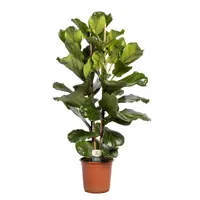 Изображение товара Фикус Лирата ø24 h120 см