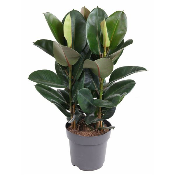 Изображение товара Фикус Эластика ø27 h100 см