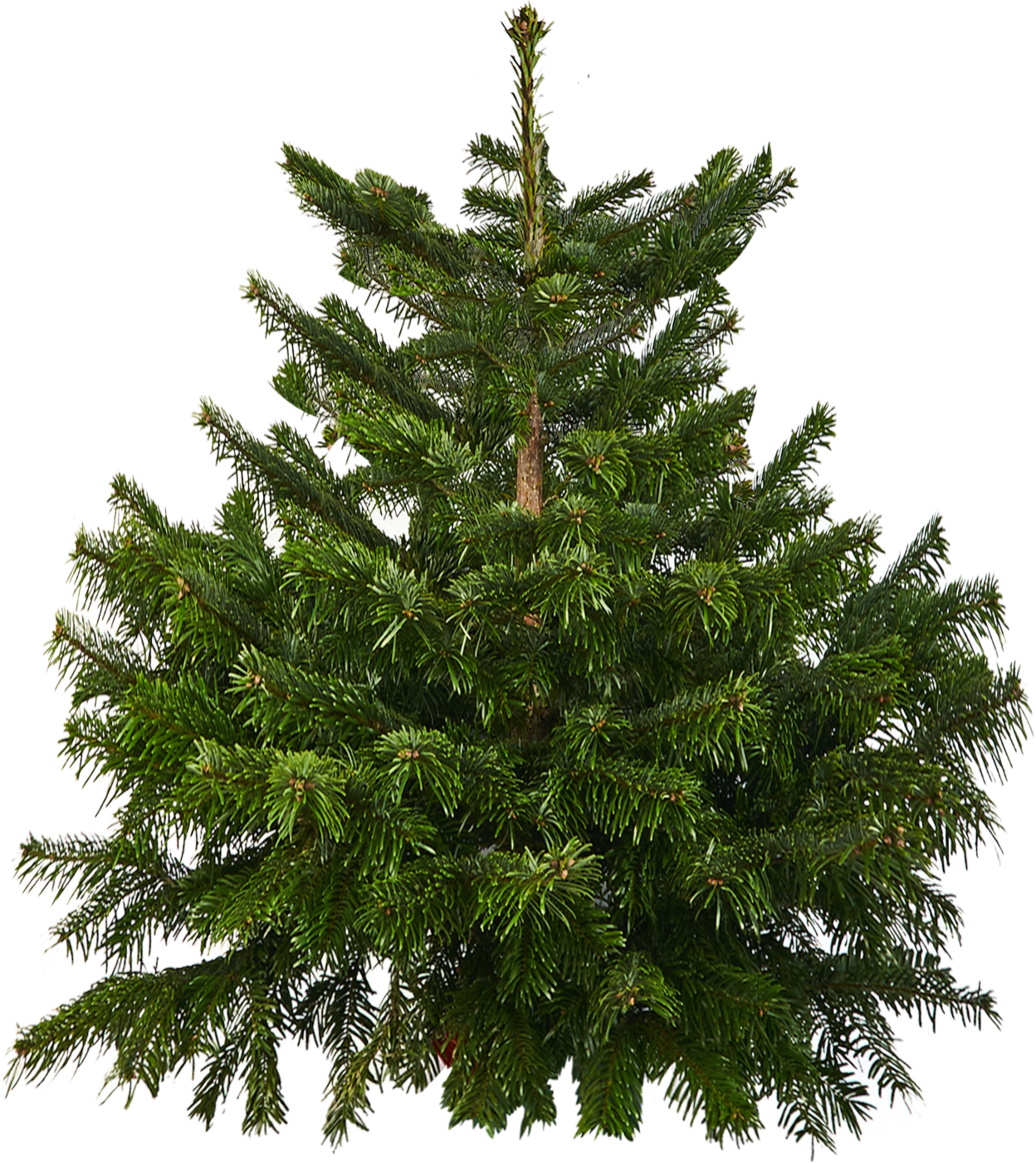 Изображение товара Пихта Нордмана h100-150 см