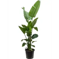 Изображение товара Стрелиция ø28 h130 см