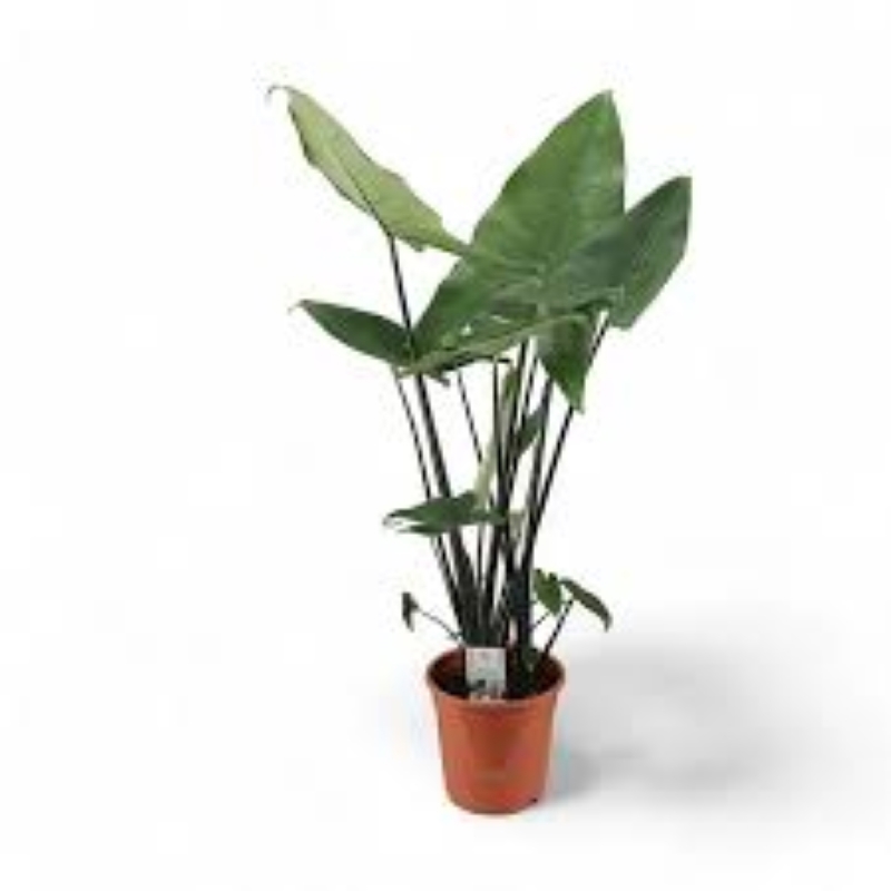 Изображение товара Алоказия ø24 h80 см