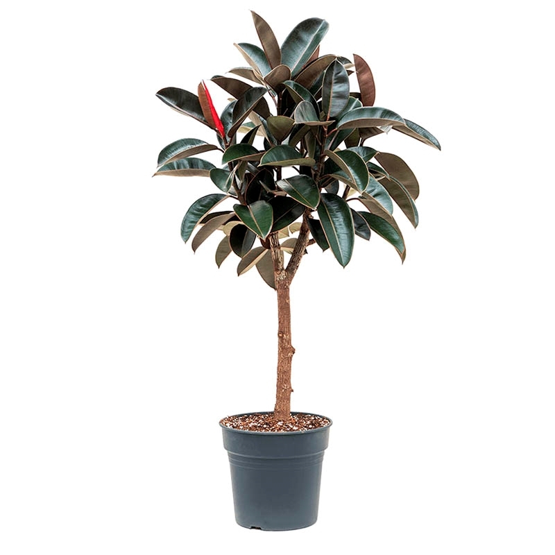 Изображение товара Фикус Эластика ø28 h100 см