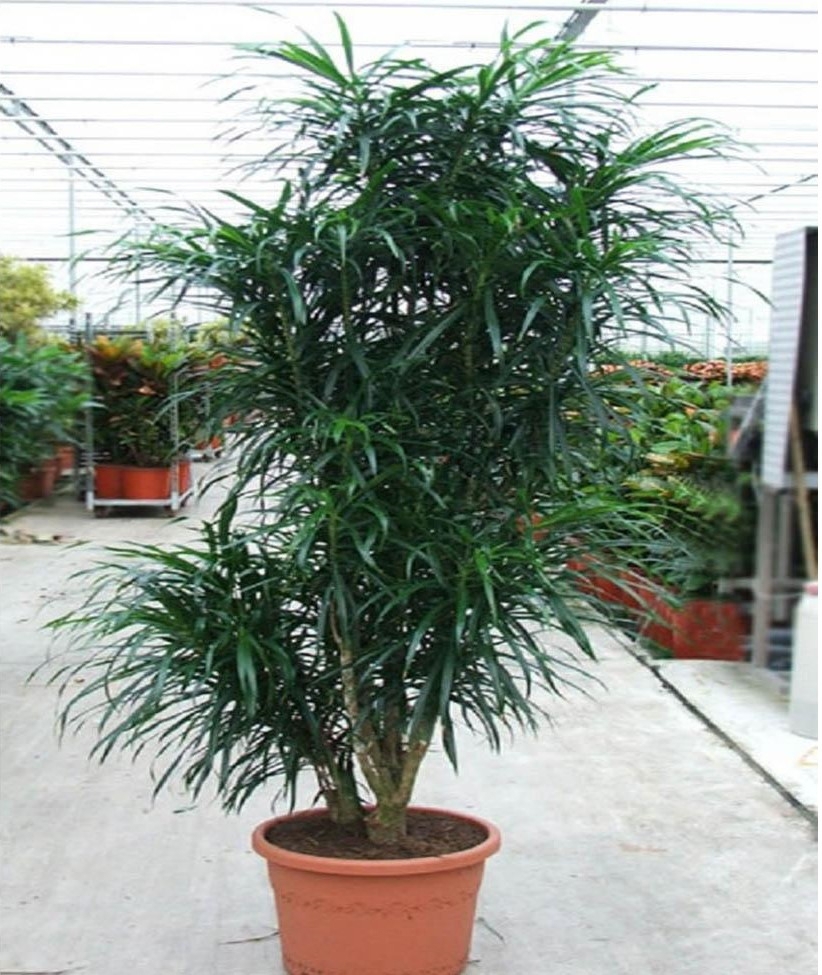 Изображение товара Драцена ø32 h120 см — декоративно-лиственное растение