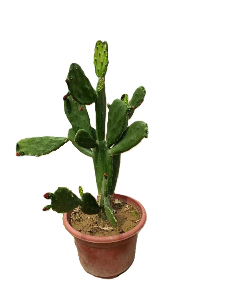 Изображение товара Кактус ø30 h80 см — декоративно-лиственный суккулент