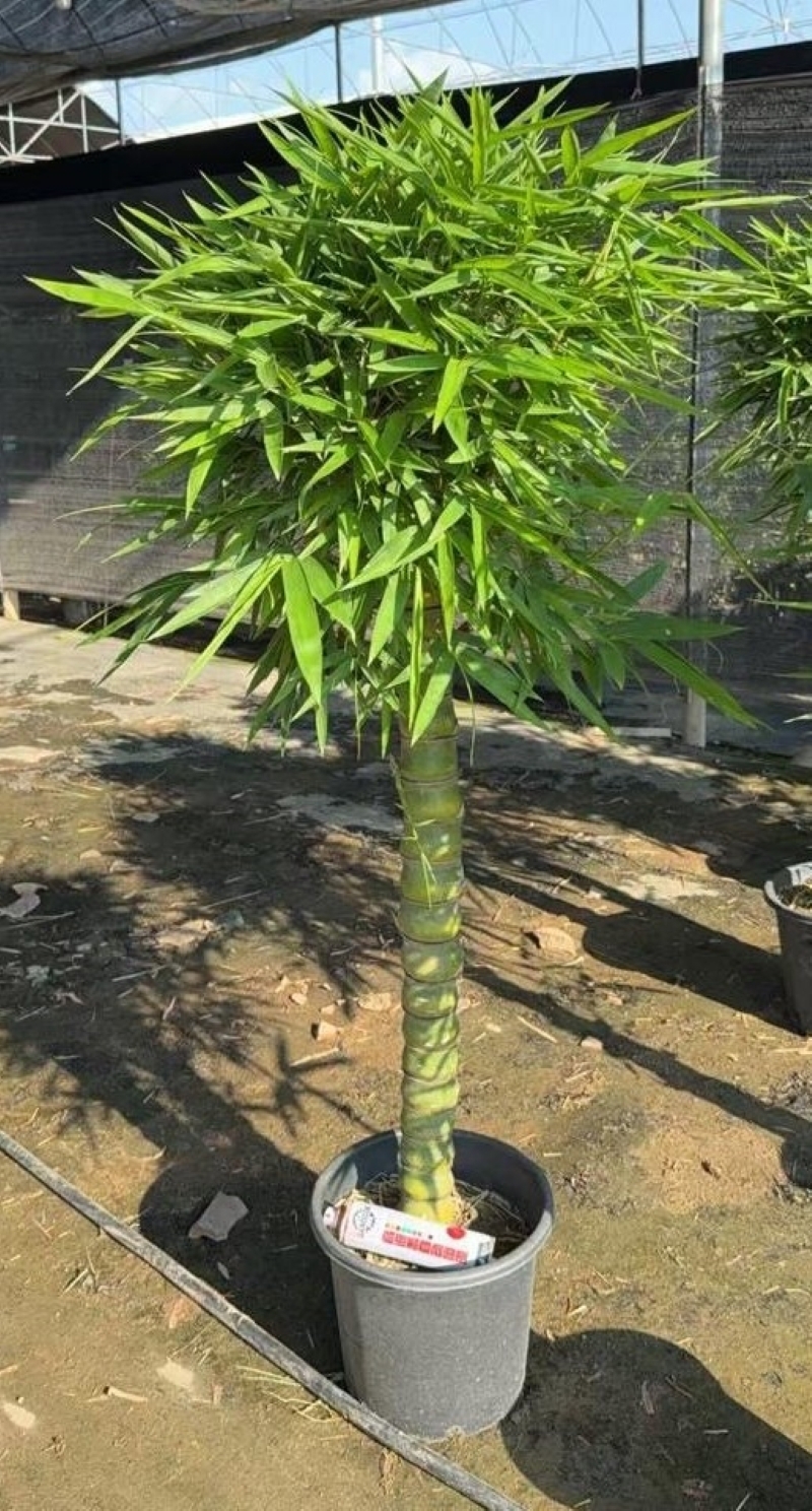 Изображение товара Драцена Сандериана ø40 h150 см