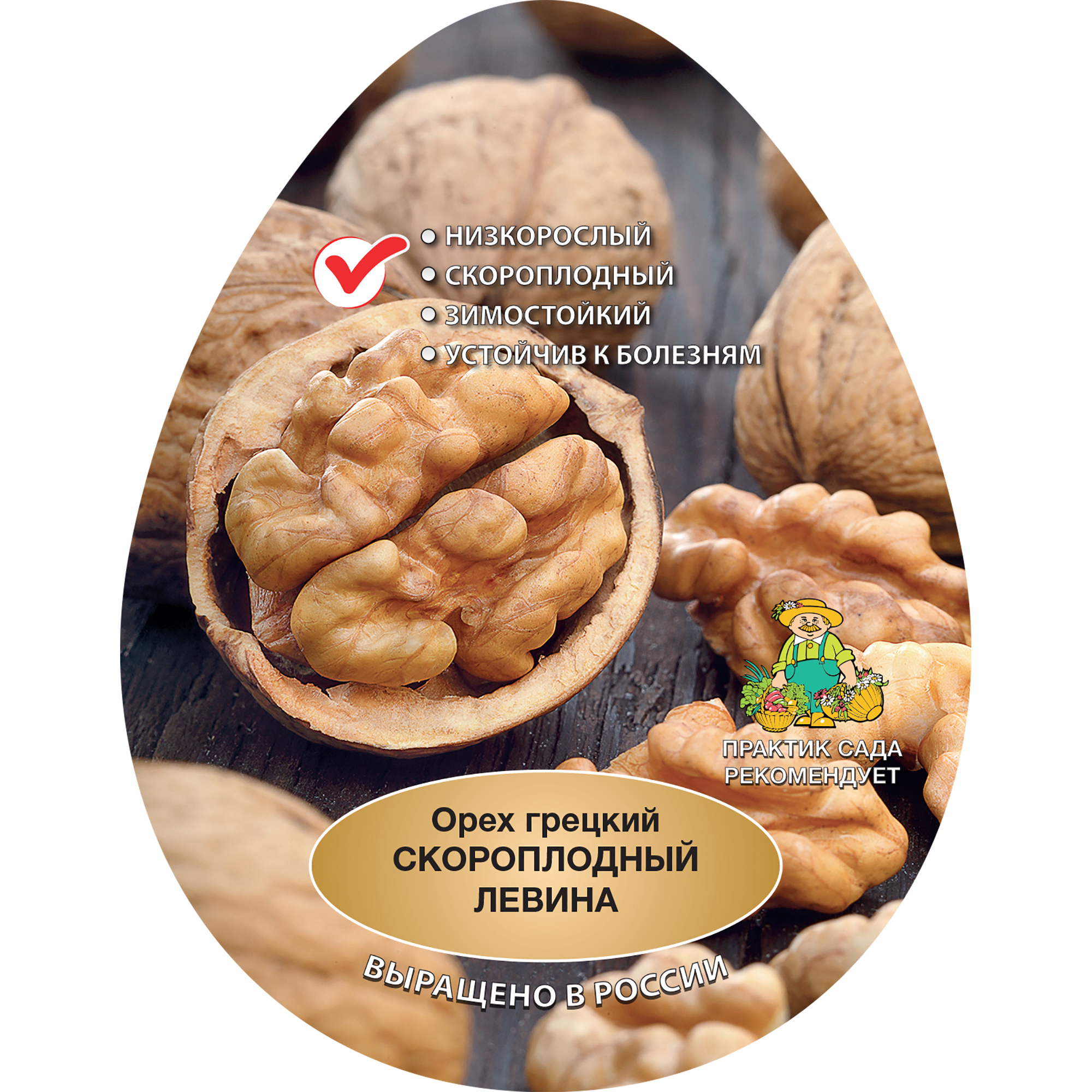 Изображение товара Саженец грецкого ореха Левина скороплодный 180 см, морозостойкий