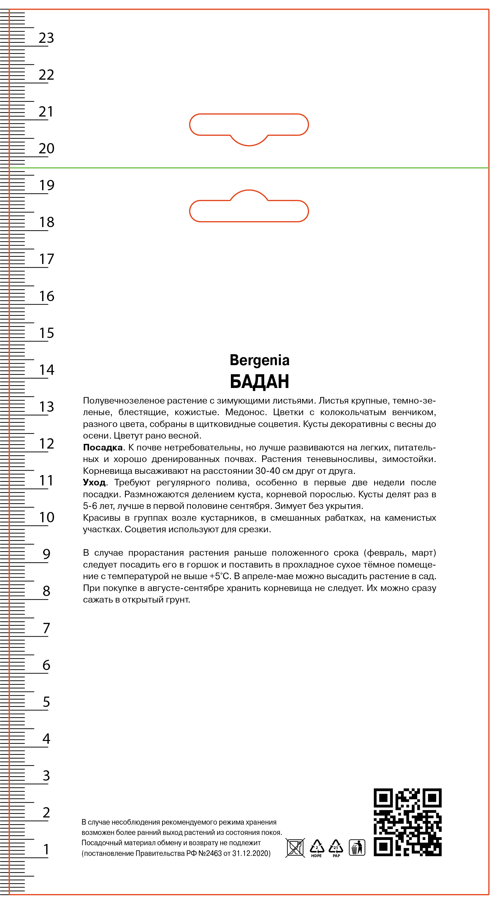 Изображение товара Цветущее растение Бадан Эроика 30 см, многолетний сорт для сада