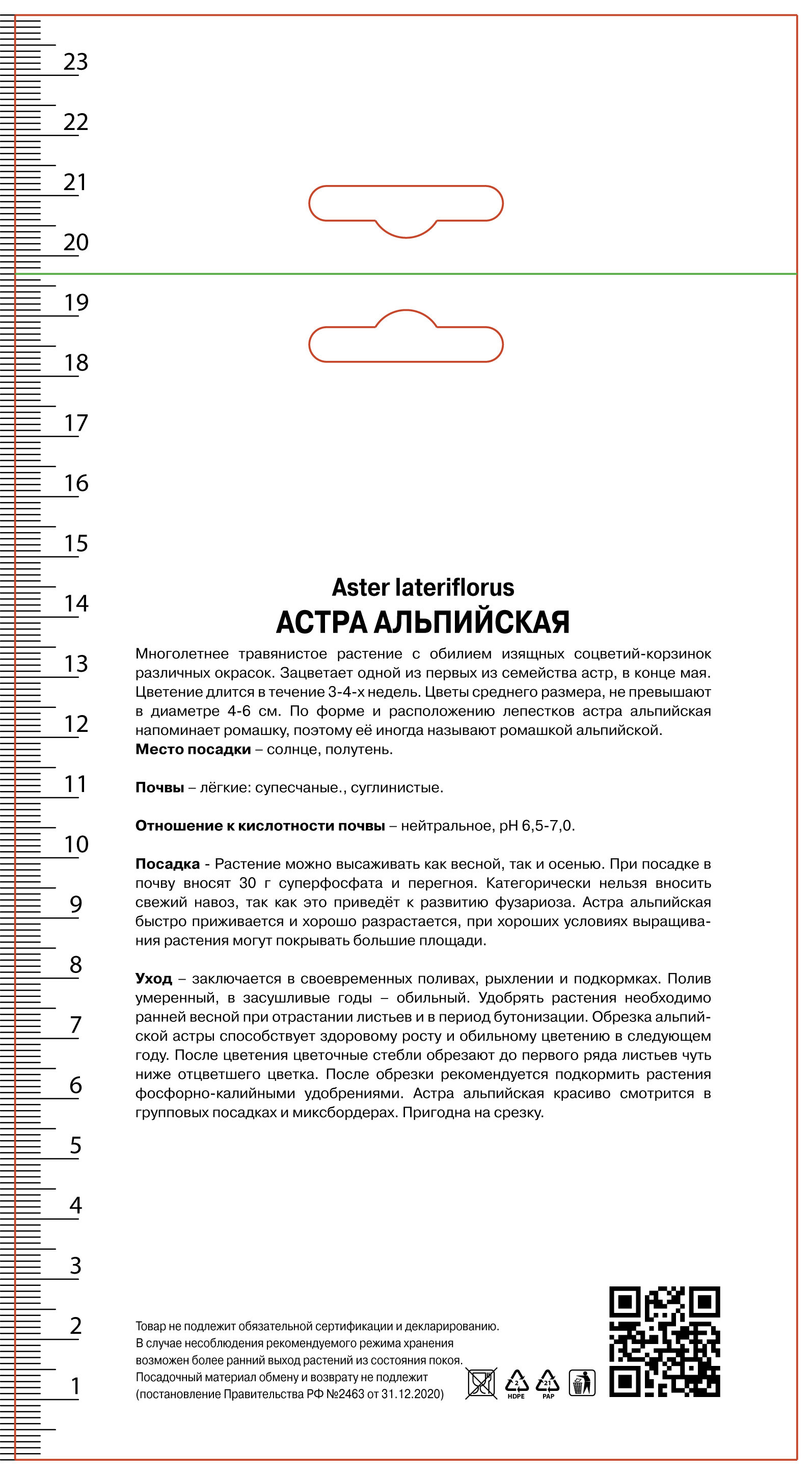 Изображение товара Астра альпийская Альба