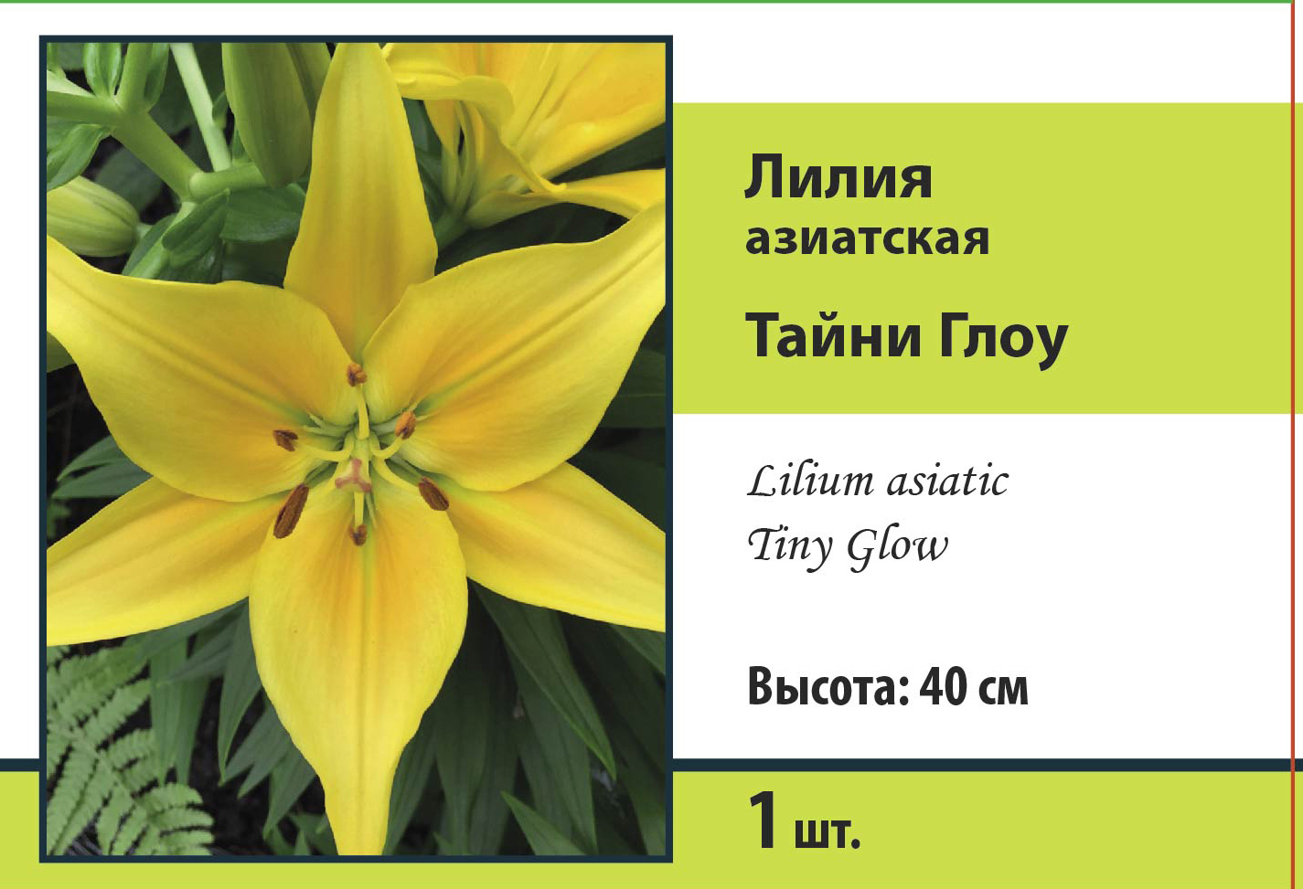 Изображение товара Лилия азиатская Тайни Глоу
