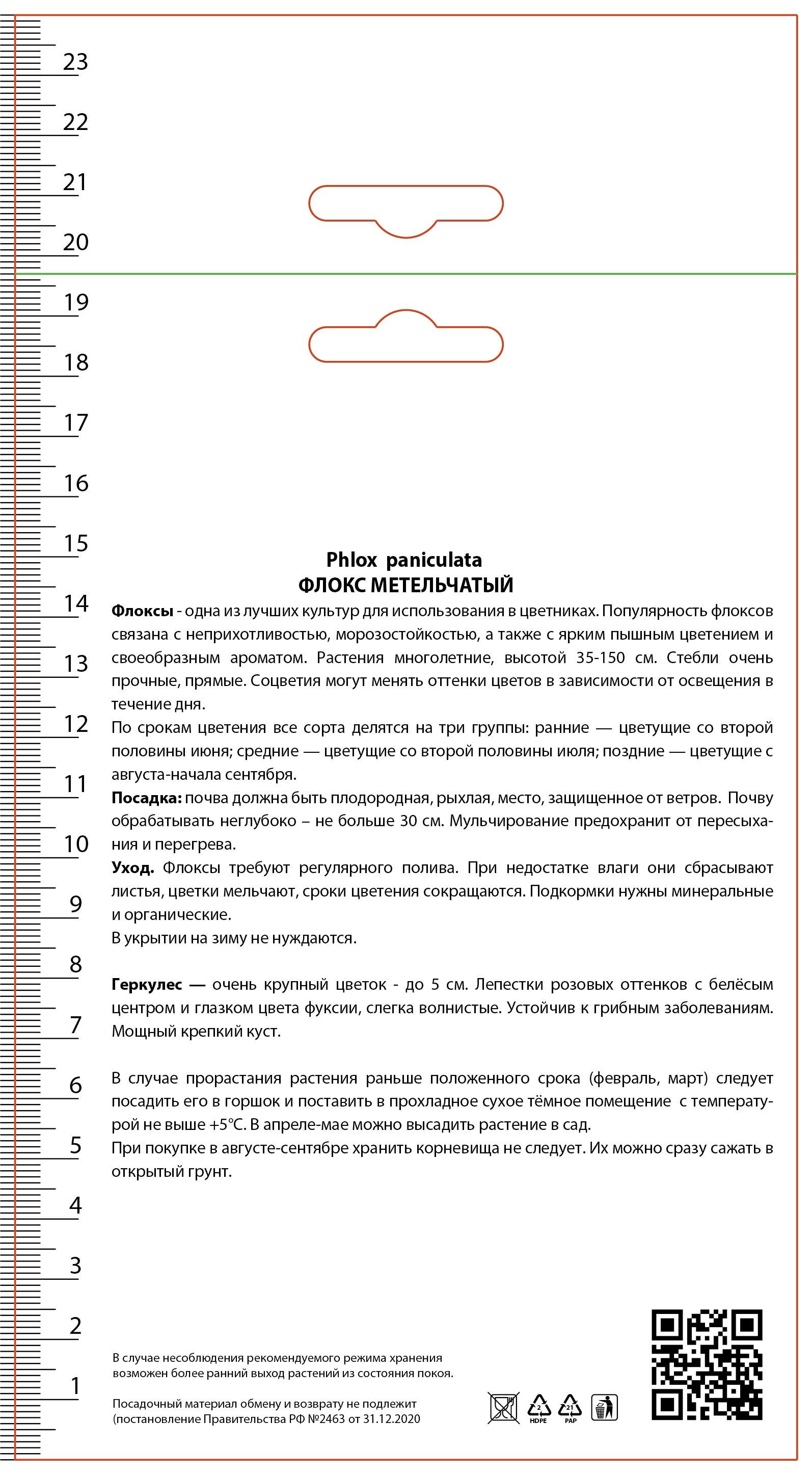 Изображение товара Флокс метельчатый ПОИСК Геркулес Розовый цвет