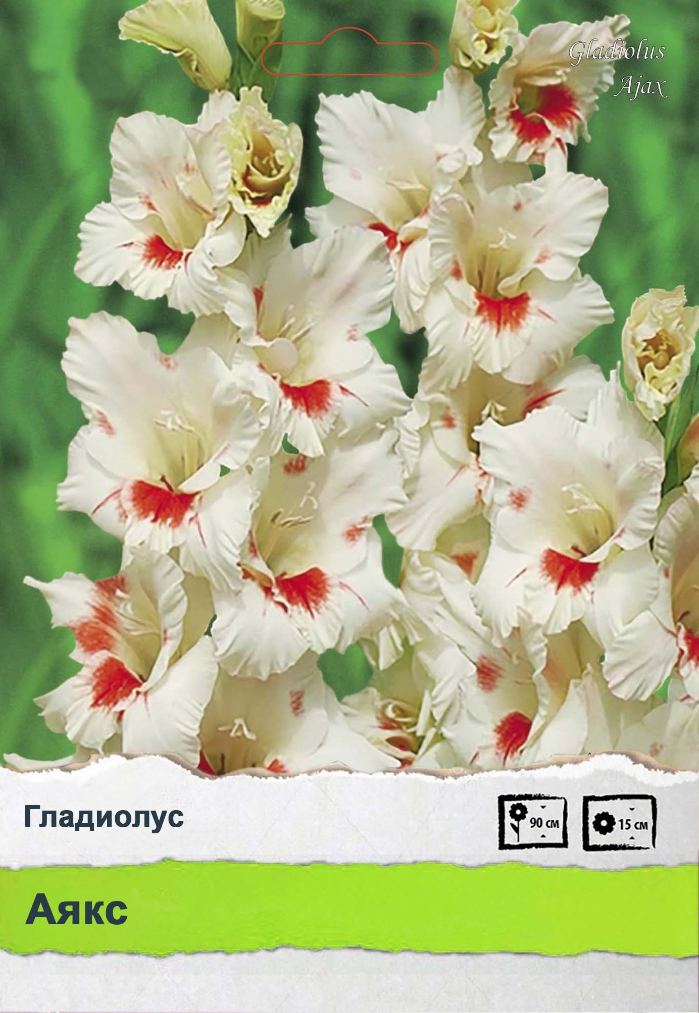 Изображение товара Гладиолус
