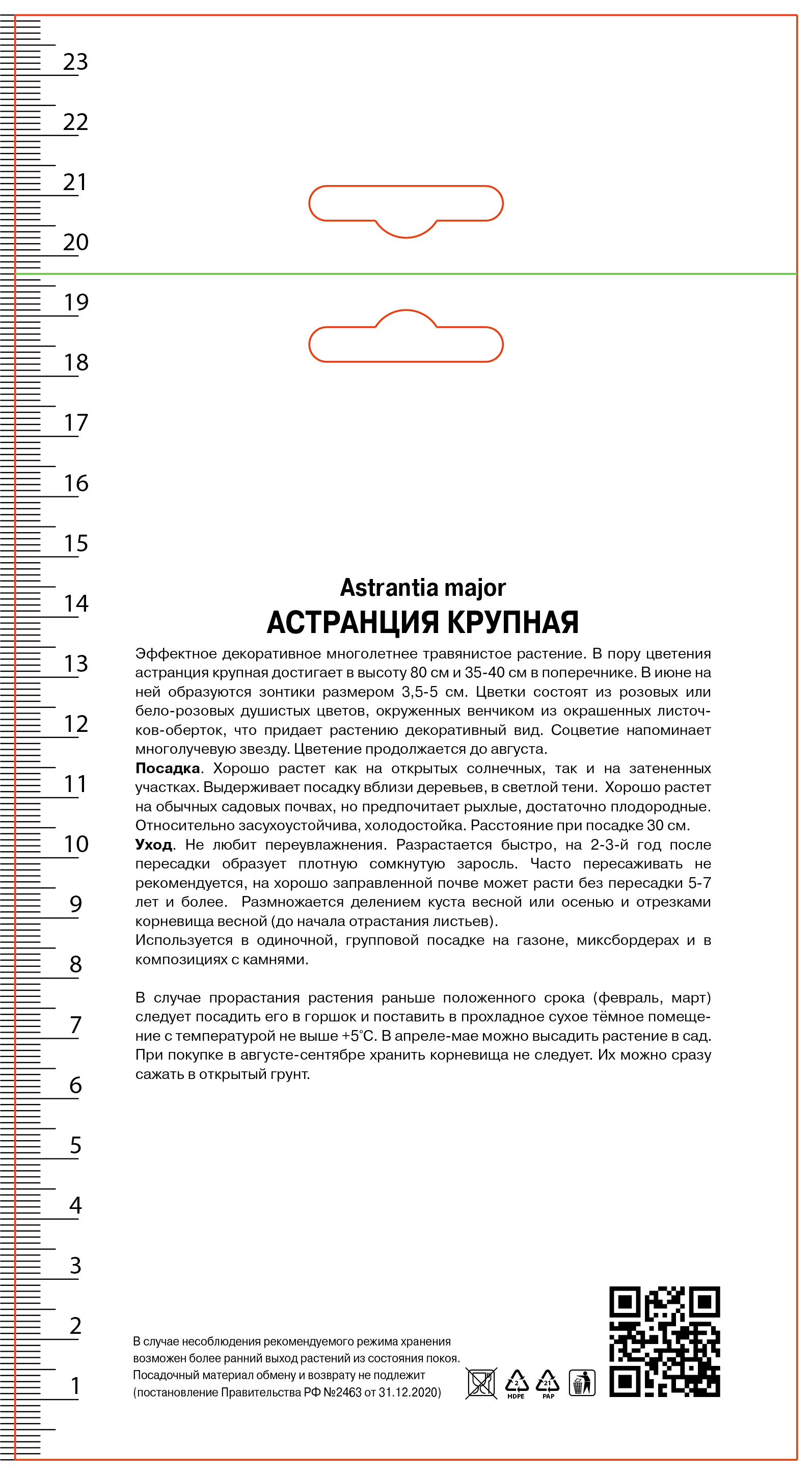 Изображение товара Астранция крупная Шегги