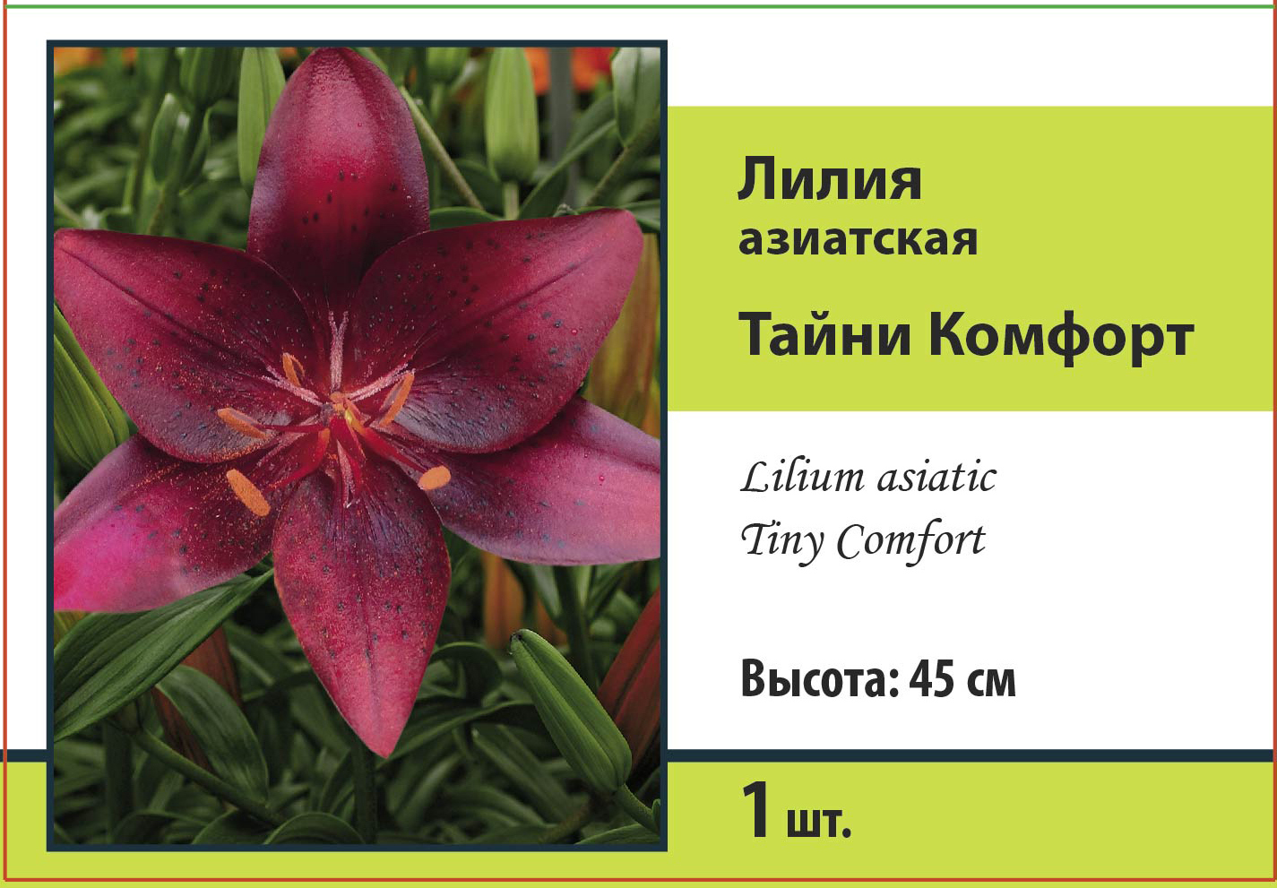 Изображение товара Лилия азиатская Тайни Комфорт