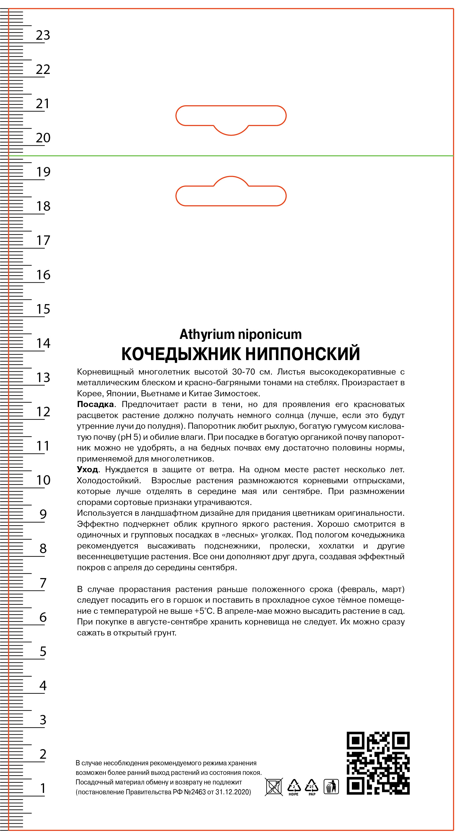 Изображение товара Кочедыжник ниппонский ПОИСК Пьютер Лейс высокая лиственность