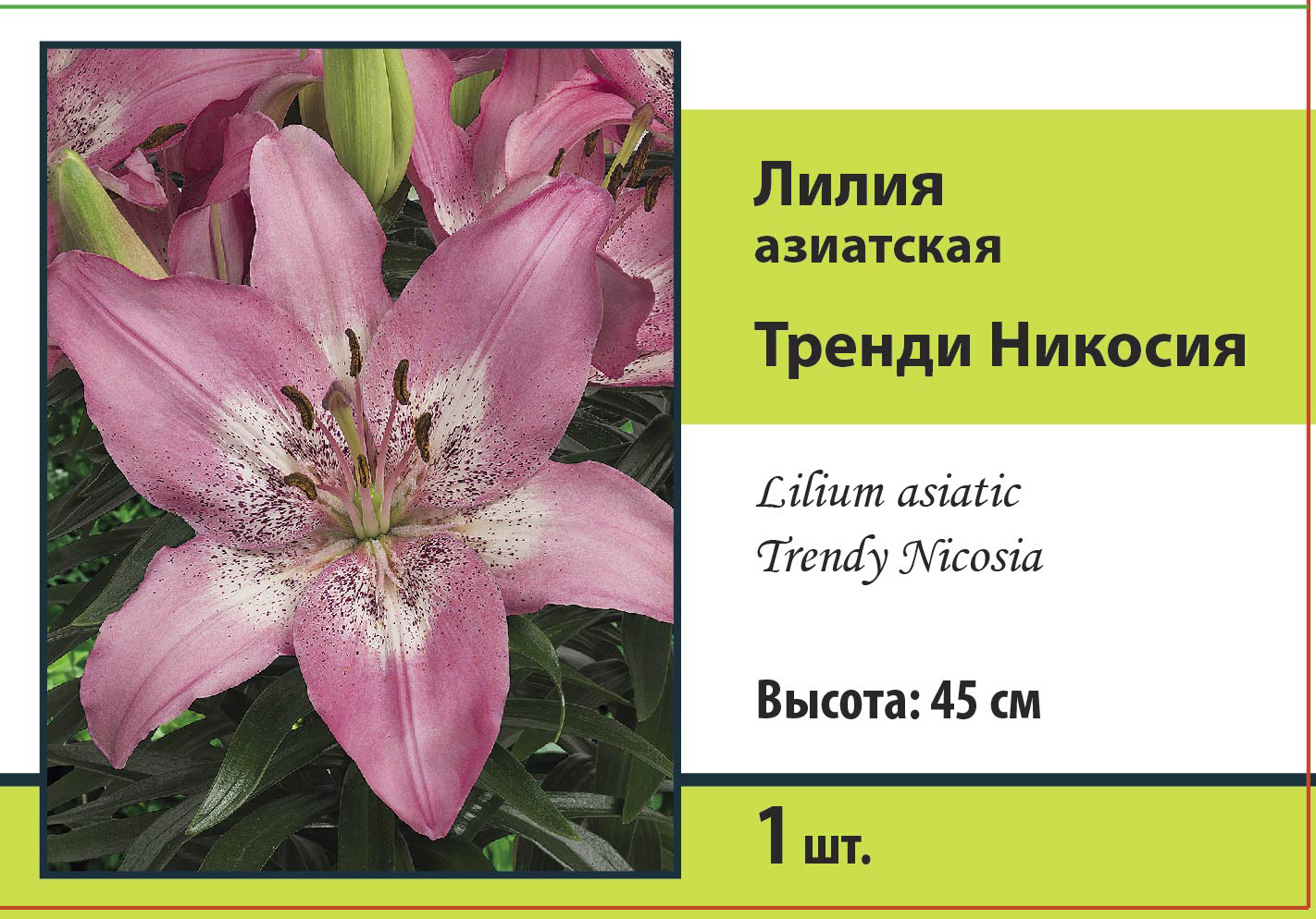 Изображение товара Лилия азиатская Тренди Никосия