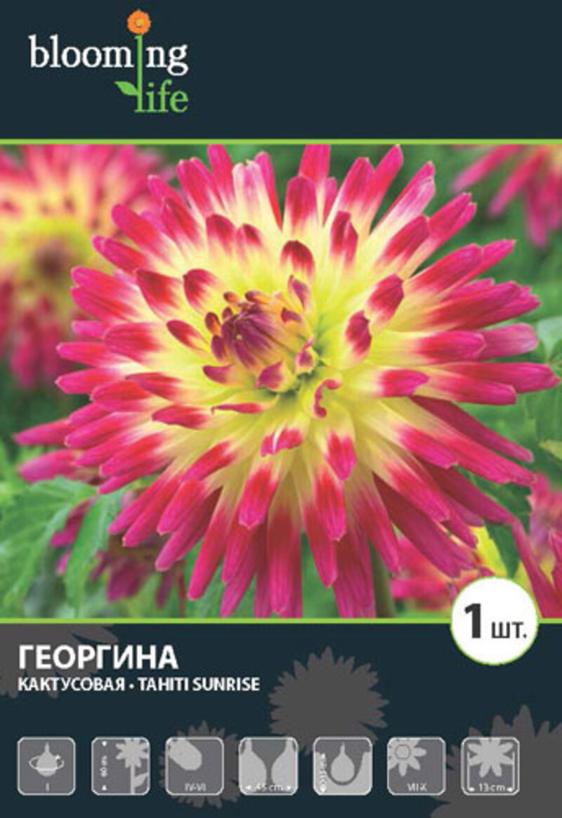 Изображение товара Георгина кактусовая Таити Санрайз луковицы I