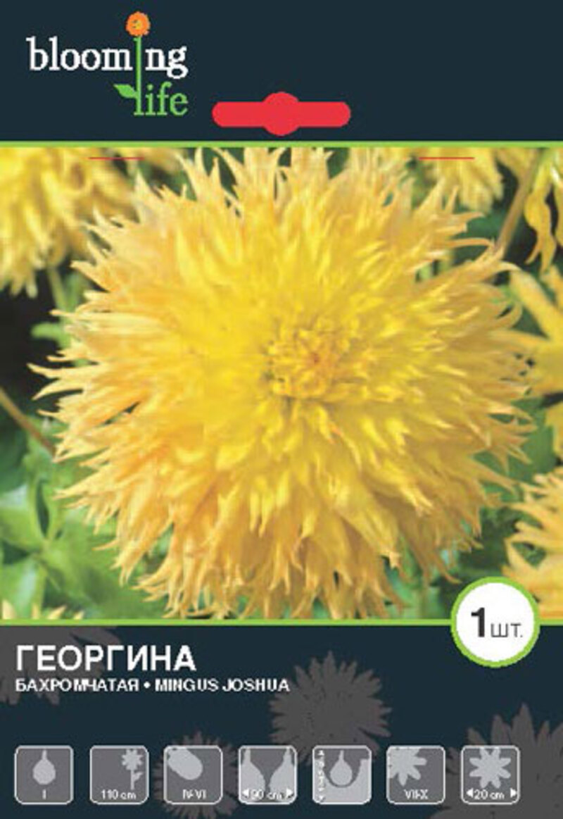 Изображение товара Георгина фимбриата Мингус Джошуа луковицы I Изображение товара Георгина фимбриата Мингус Джошуа луковицы I