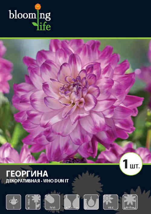 Изображение товара Георгина Ху Дан Ит декоративная - яркое цветущее многолетнее растение
