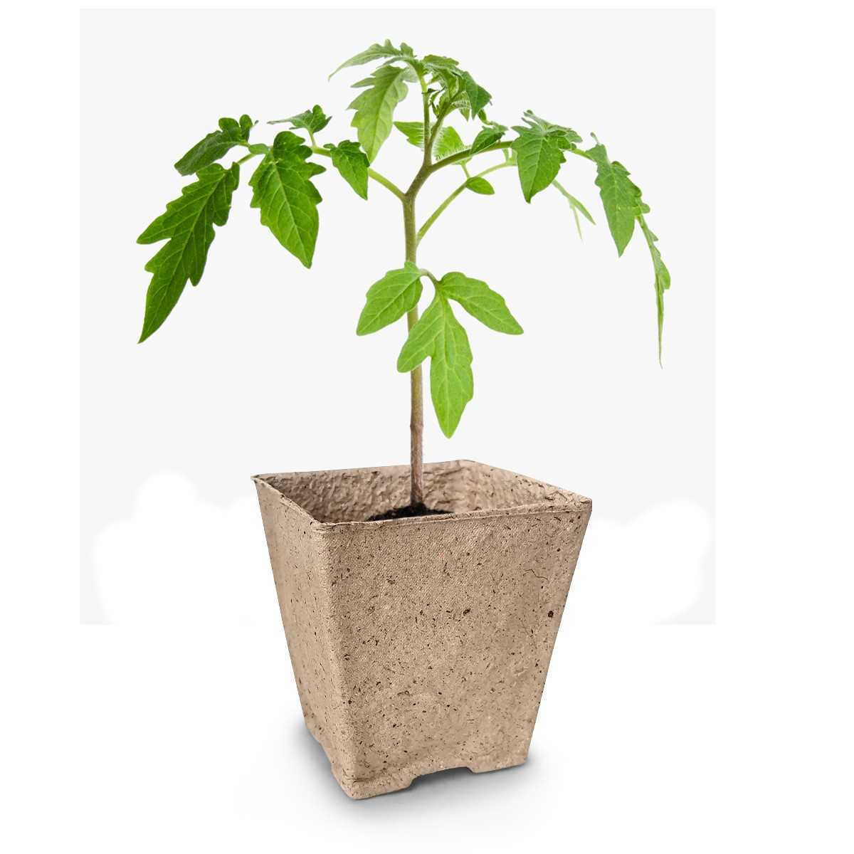 Изображение товара Набор для рассады Газонcity бумага 95x95x100 мм 10 шт.